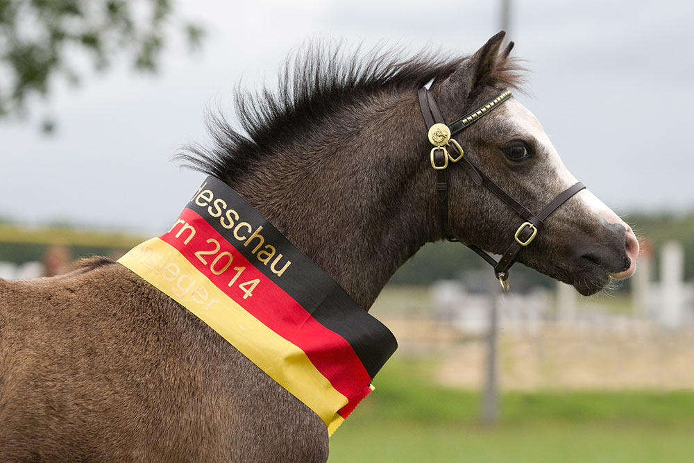 ig-welsh-veranstaltungen-4