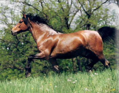 D_Gschwendt_Flash_of_Nobility