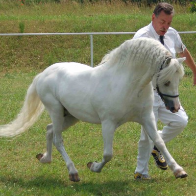 Hamad