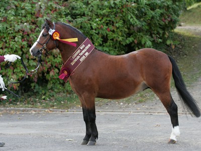Orophino1Alsfeld Alsfeld Pferdezentrum 03.10.2009 Sddt. Ponyhengstkrung: Springfire«s Orophino (Welsh A) ©Julia Rau Am Zollhafen 12 55118 Mainz Tel.: 06131-507751 Mobil: 0171-9517199 Rsselsheimer Volksbank BLZ 500 930 00 Kto.: 6514006 Es gelten ausschliesslich meine Allgemeinen Geschftsbedingungen