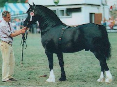 Thorneyside Flyer