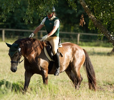 S. Wirth, Golden Mezzomix; Foto Hagemeister