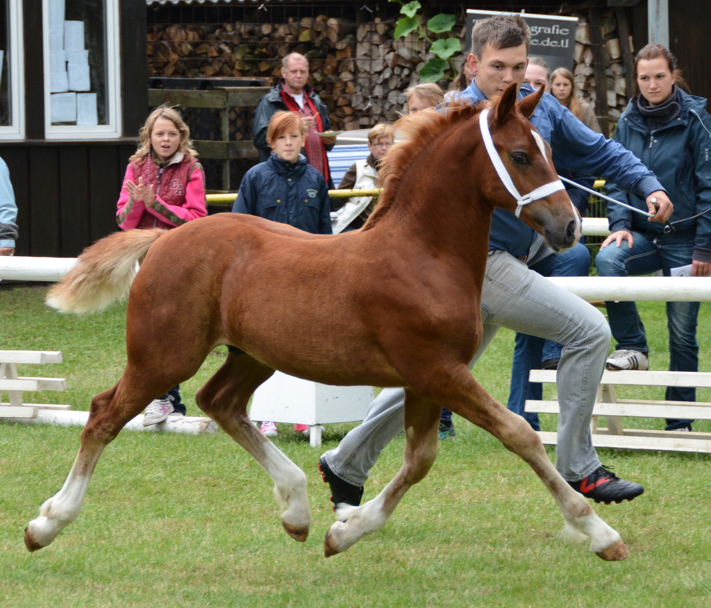 Fohlenreservesieger Aleanto Express