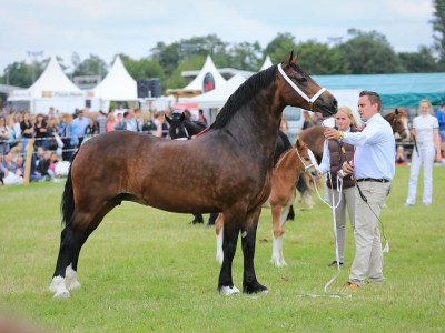 Broadley Orange Blossom_Tagessieger EOA 2014