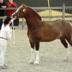 Champion D Storhaugs Picasso Ermelo2016_Foto: Rosenthal