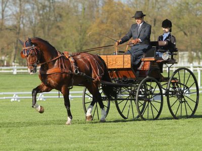 Randeck Carino_Kladruby 2016 Dressur