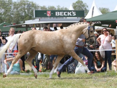 EOA 2016 Foto A. Jandke (17)