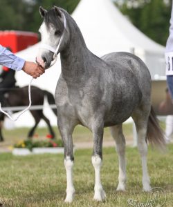 EOA 2016 Foto A. Jandke (3)