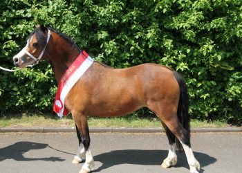 Moonrose Whoopie_Hessen 2016