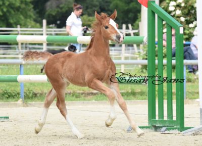 Fohlensieger RLP 2016_Foto Susan Janz
