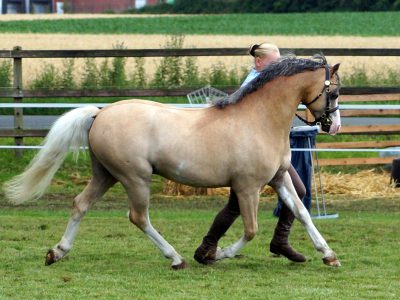 Rechterfeld 2016 111 Rechterfeld 2016 111