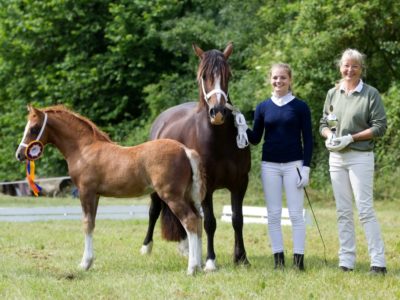 Ponyland Sunshine - Sektionssieger D