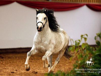 enomis-his-highness-hail3