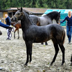 snowflake-daliah-foto-amelie-heindl