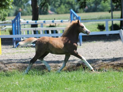 Fohlen_Siemers 2017 Fohlen_Siemers 2017