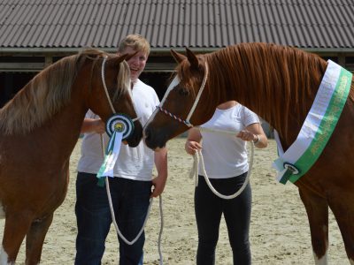 tageschampions