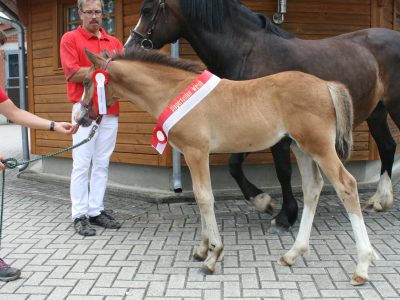 Sieger Fohlenschau Alsfeld 2017