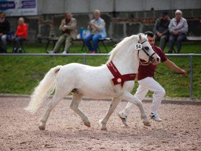 csm_2017_Ponytag_Three-B_Charmer_RS_3b56a462e5