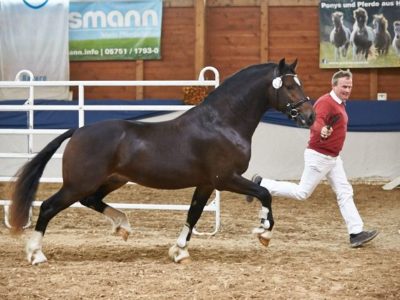 2017AlsfeldPonykörungH 1972