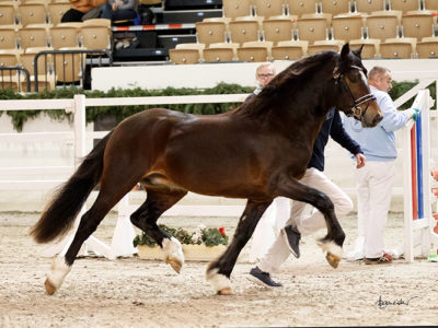 Holsteins_Namur_Hagemeister