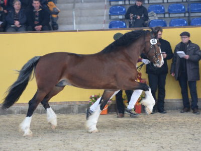 mdt Körung 2018 (1)