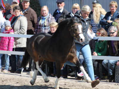Welsh A Hengst Leybuchts Landon Welsh A Hengst Leybuchts Landon