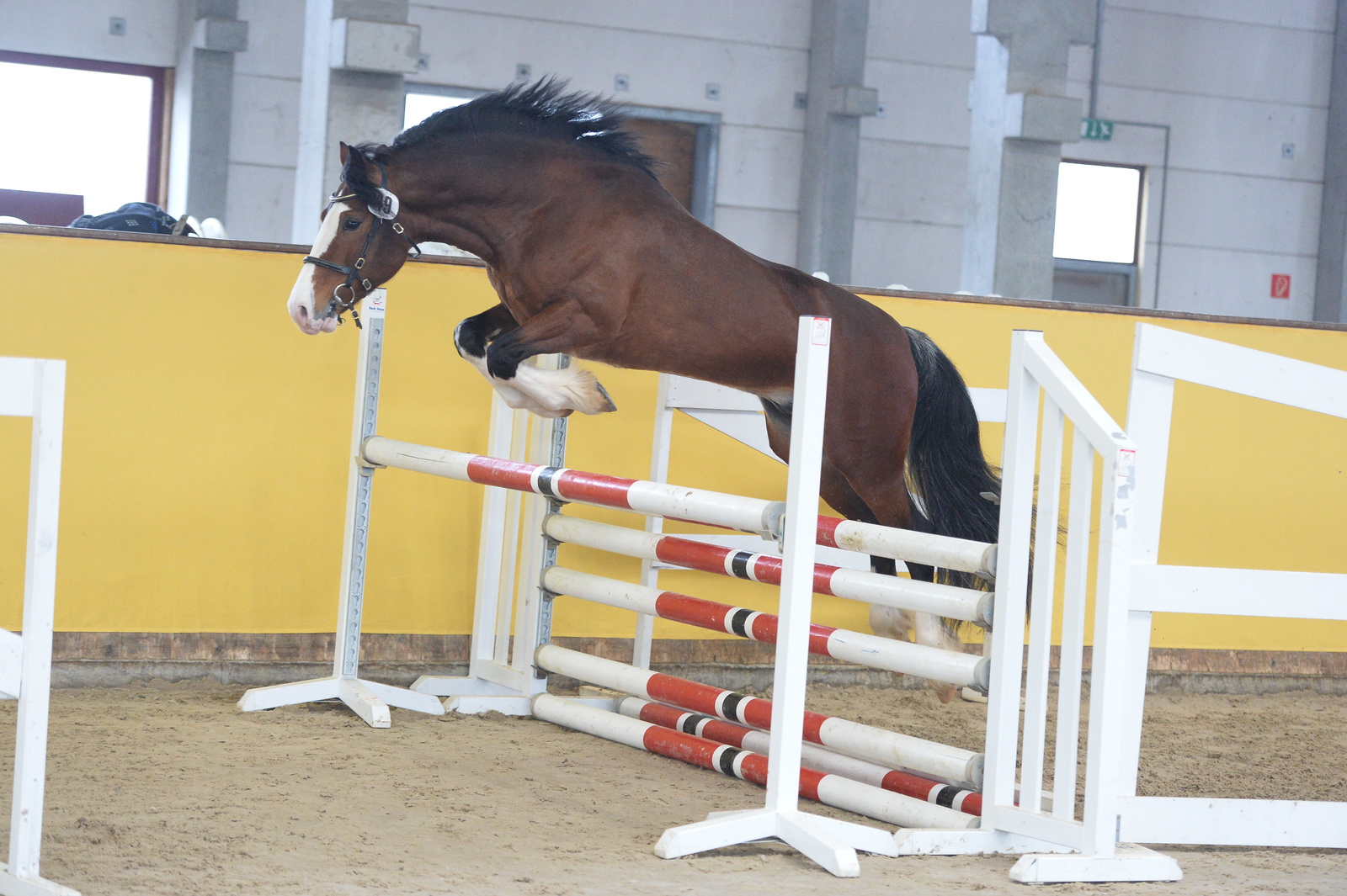 schroeder_49_Gwilymparc the Gigalo_542_4272_M (max. 1600px)