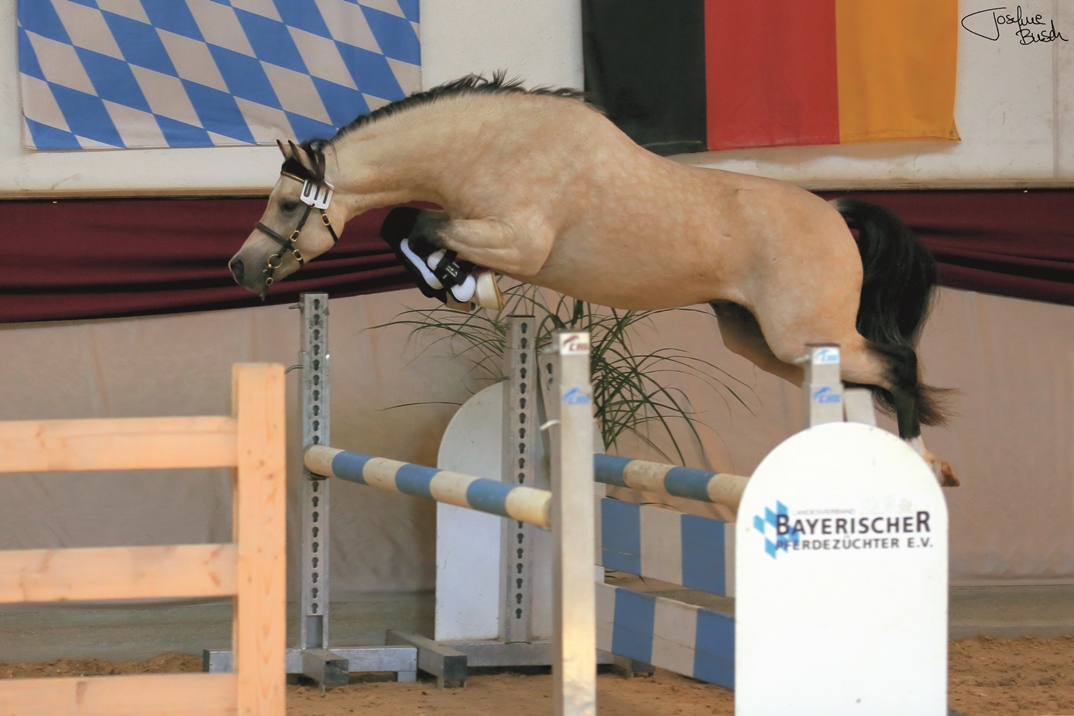 Turninas Rosco (2)