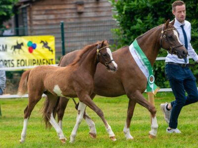 Foto-140 Ekholt's Free Golden Dream Foto-140 Ekholt's Free Golden Dream