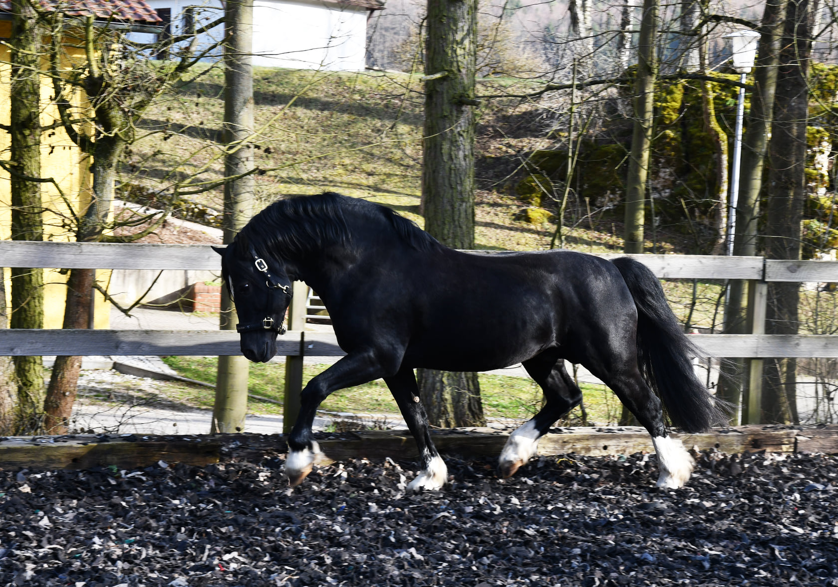 Medrus Celtic Knight (6)