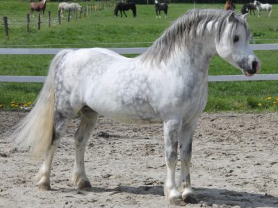 Silver Lion Silver Lion