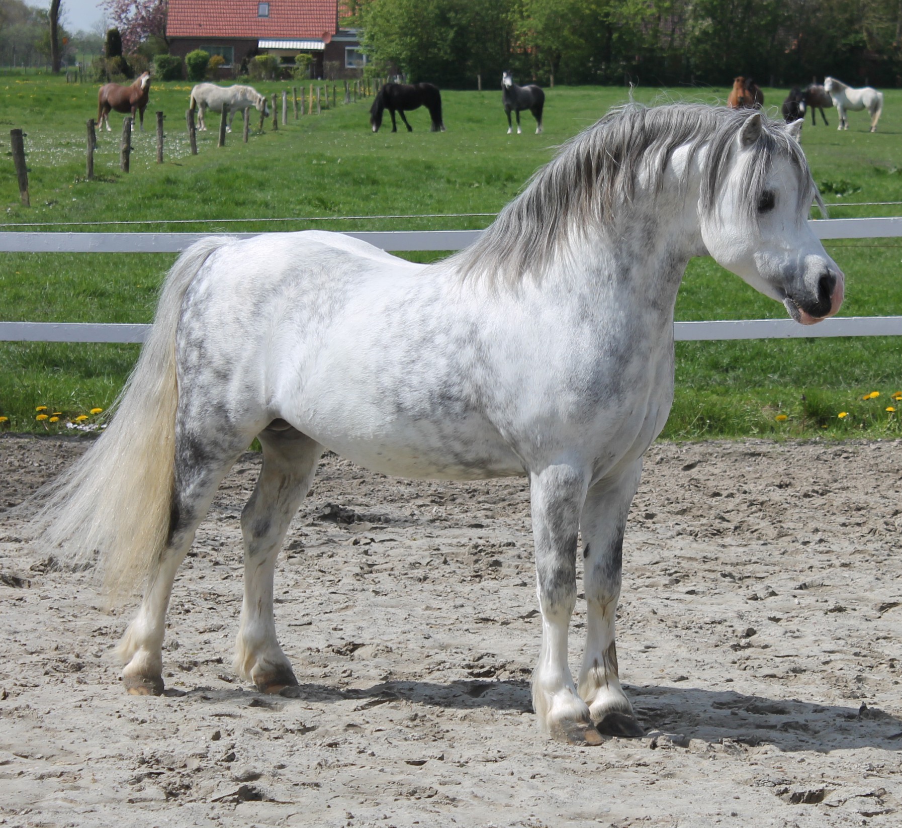 Silver Lion