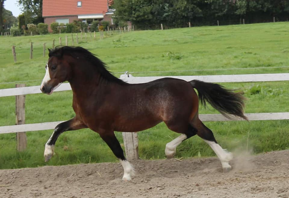Leybucht Ladykiller 3