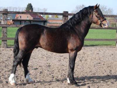 Liezelshof Hercules (2)