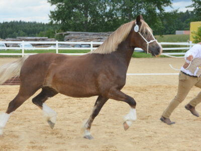 1 Trevallion S Princess Polly, Sieger D u. TS