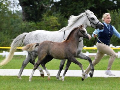Ponyland Davina