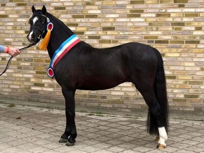 Stenderups Olympic Stenderups Olympic