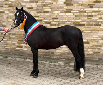 Stenderups Olympic
