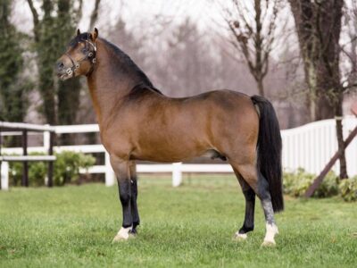 Vennebos Pearly Mason (6)
