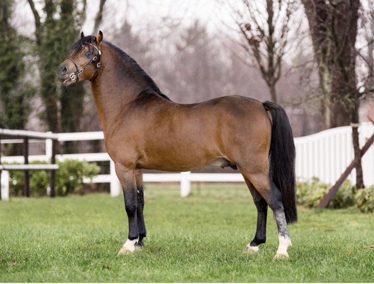Vennebos Pearly Mason (6)