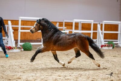 't Koetshuis High Legend (3)