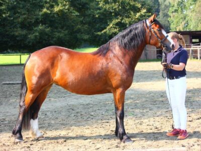 Marxoeds Raija (8)