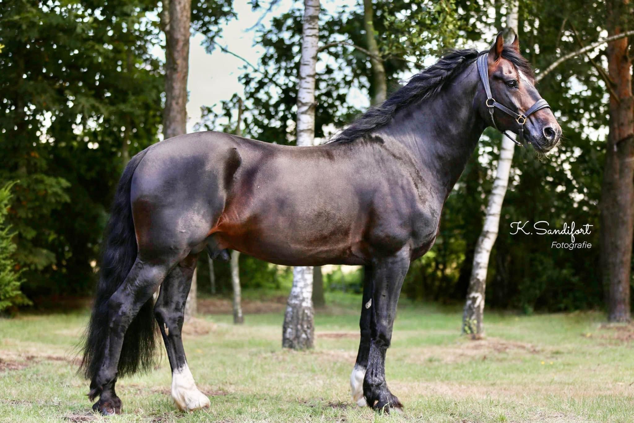 Merlin (2)