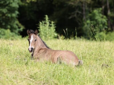 Glanrhydfach Black Pride (2)