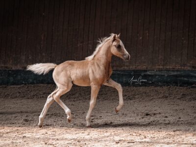 Z'Schorsch vom Hasselbusch (3)