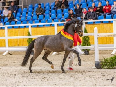 Livingston Welsh B Hengst Livingston, Siegerhengst Welsh B