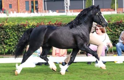 Birchmores Black Jack (2) Birchmores Black Jack (2)