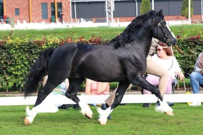 Birchmores Black Jack (2)