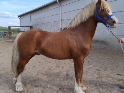 Liezelshof Helio (2)