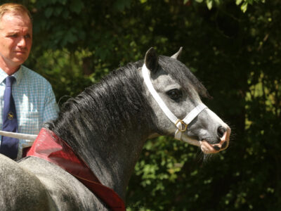 03 Jugensieger Leybuchts Glücksfee welsh a (11)